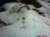 Dead Lonerman